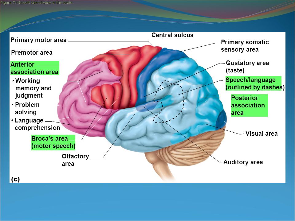 The Working Of Olfactory Memory Of The Brain 1 Min Read 